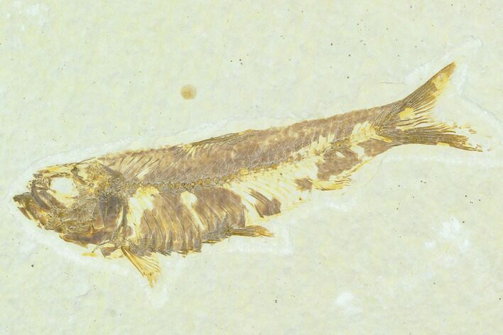 Fossil Fish (Knightia) - Green River Formation #126200
